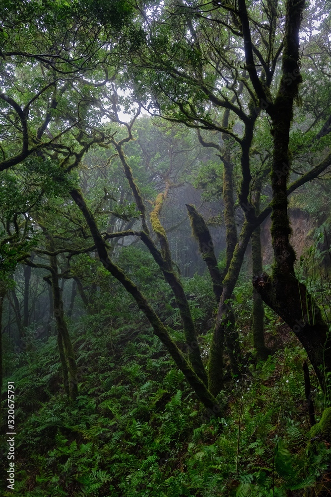 Enchanted forest of Pijaral, Anaga Mountains. Tenerife, Canary Islands. Spain