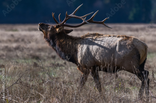 Bull Elk photo