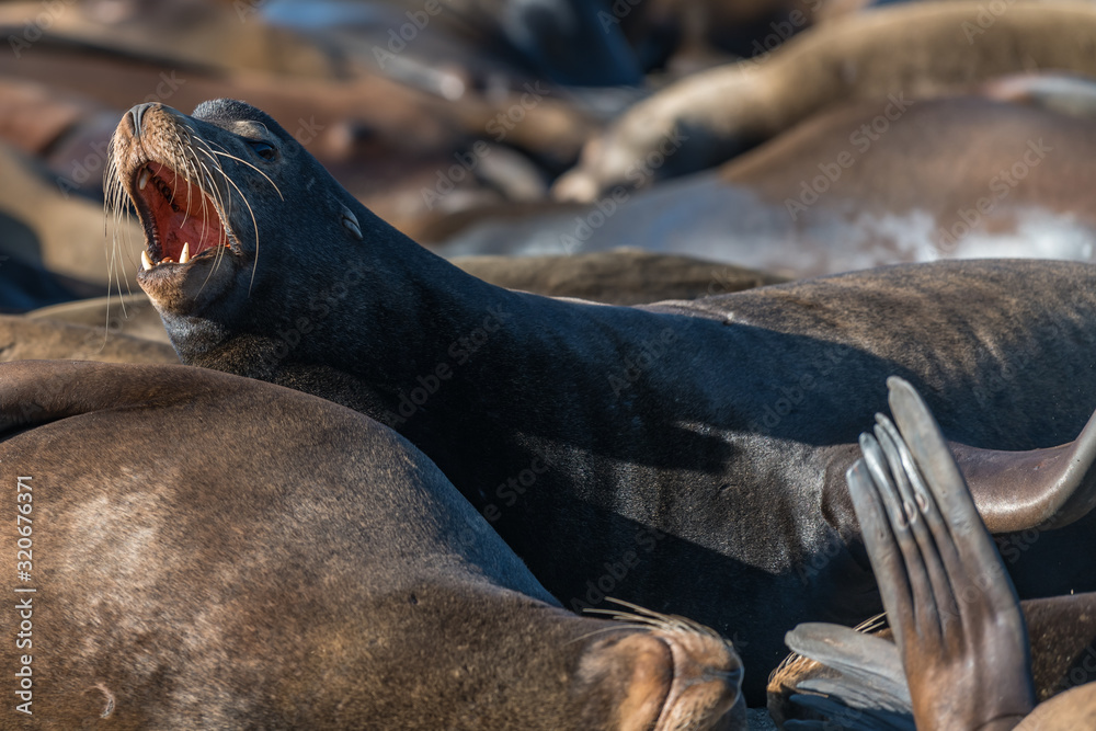 Fototapeta premium Steller Sea Lion growling