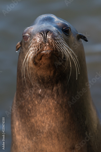 Steller Sea Lion portrait