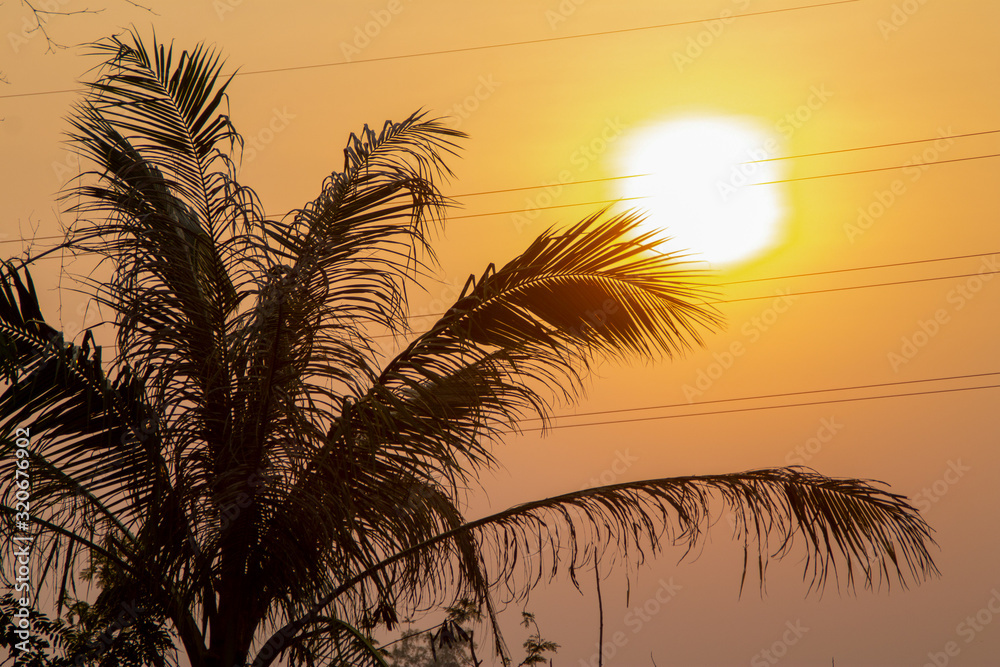 Tropical Palm Trees Silhouette Sunset or Sunrise. Coconut Trees Silhouette Sunset or Sunrise.