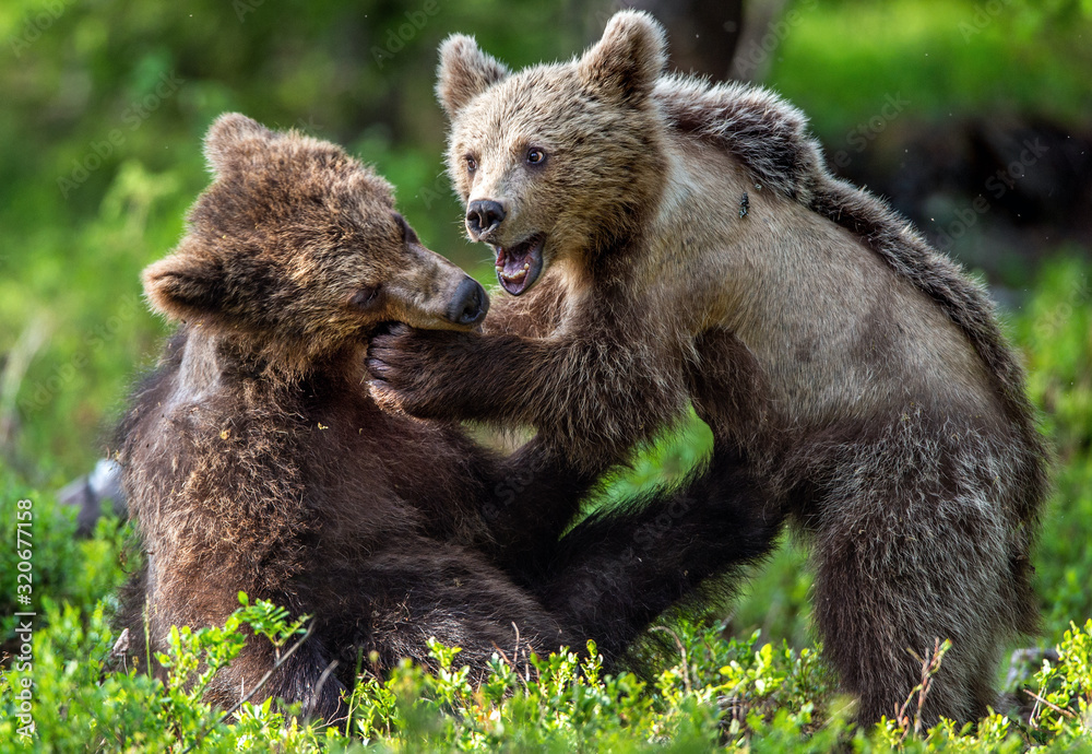 Fototapeta premium Brown Bear Cubs playfully fighting in summer forest. Scientific name: Ursus Arctos Arctos. Natural habitat.