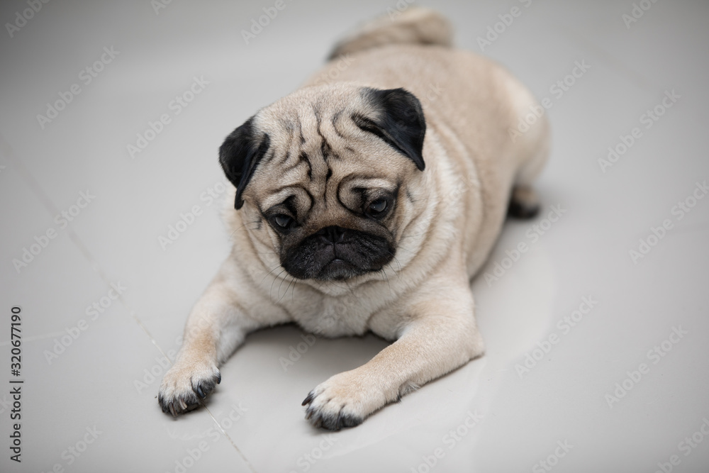 Happy dog pug breed smile and lying in bedroom feeling so comfortable and ralax,Healthy purebred dog