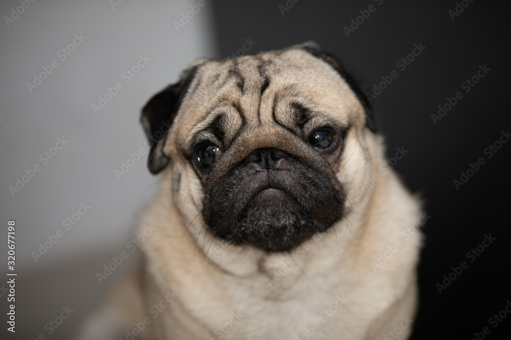 Happy dog pug breed smile and lying in bedroom feeling so comfortable and ralax,Healthy purebred dog