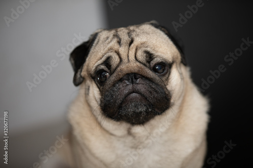 Happy dog pug breed smile and lying in bedroom feeling so comfortable and ralax,Healthy purebred dog © 220 Selfmade studio