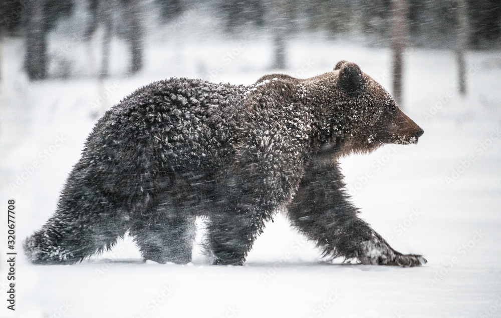 Obraz premium Bear walks through the winter forest in the snow . Snowfall, blizzard. Scientific name: Ursus arctos. Natural habitat. Winter season.