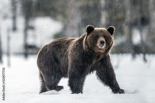 Big Male of Brown bear in winter forest. Scientific name: Ursus Arctos. Natural Habitat.