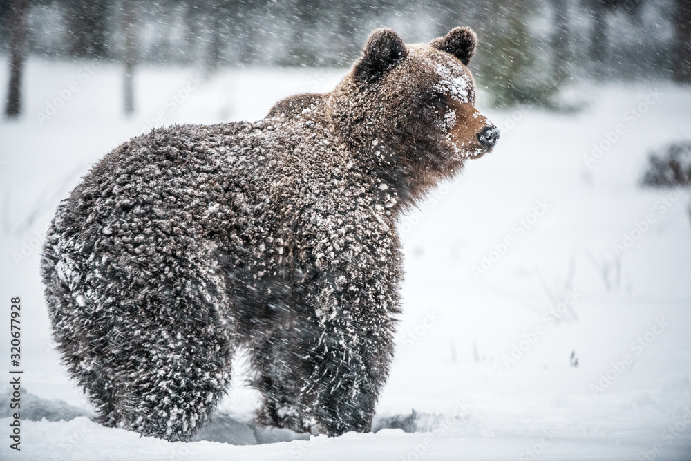 Obraz premium Brown bear in the snow blizzard in the winter forest. Snowfall. Scientific name: Ursus arctos. Natural habitat. Winter season.