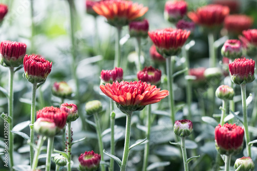 Red flowers close-up