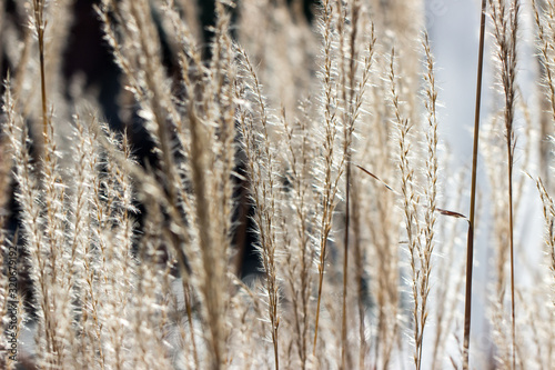 grass in the wind