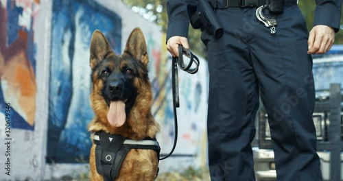 Portrait of the nice police shepherd dog sitting outdoors and breathing hard. Policeman holding working dog on leash outdoor at the police car. photo