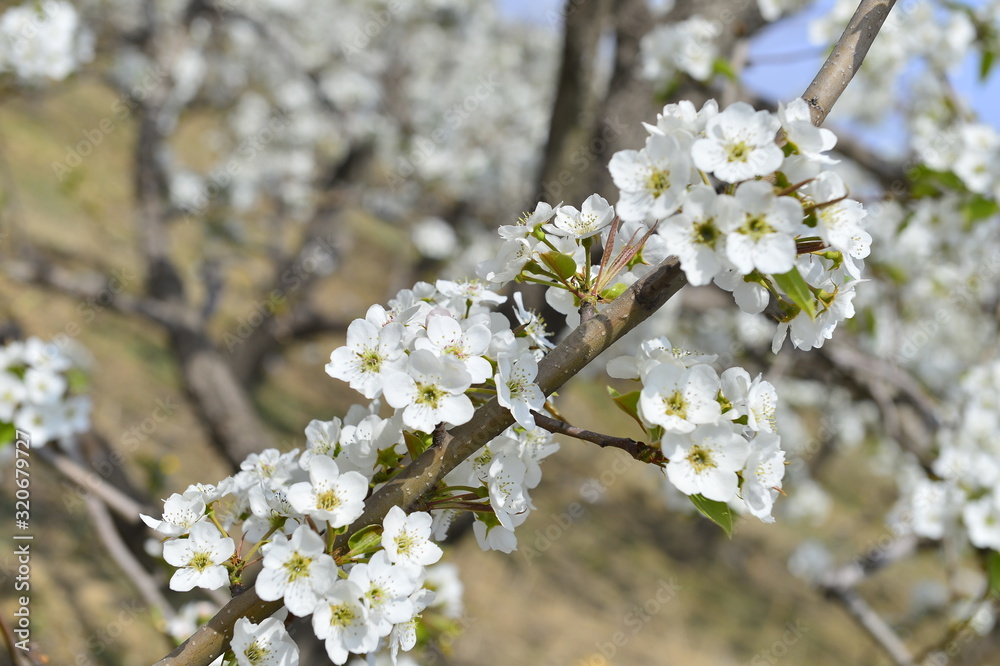 Pear flower in full bloom in spring Pear flower in full bloom in spring
