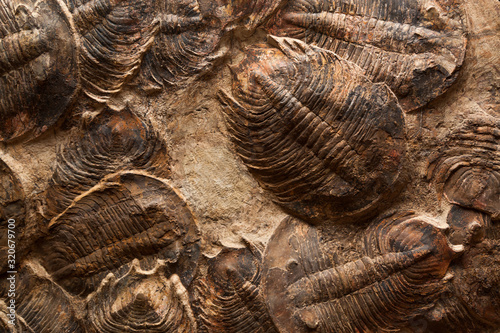 Trilobite Mass Death Fossils photo
