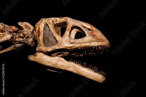 Dinosaur Skeleton Isolated on Black