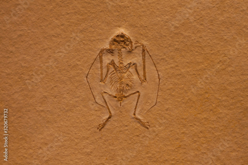 Intact Small Fossil Display