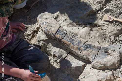 Digging Up Dinosaur Bones
