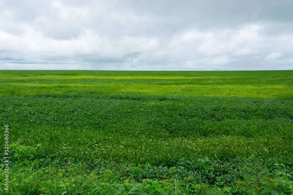Green soy plantation in the field