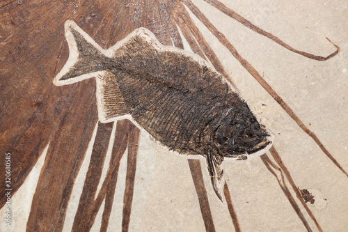 Phareodus Fish Fossil