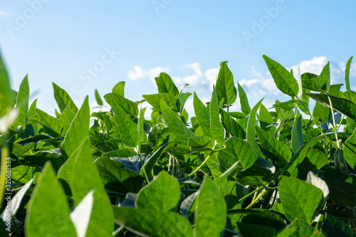 Soy plantation