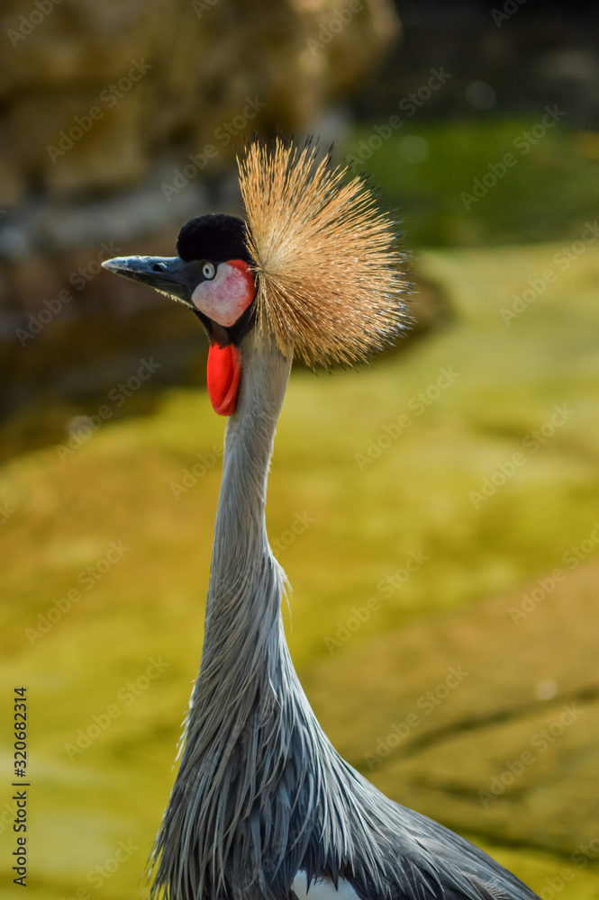 Fototapeta premium Grey crowned crane in a zoo in Johannesburg South Africa
