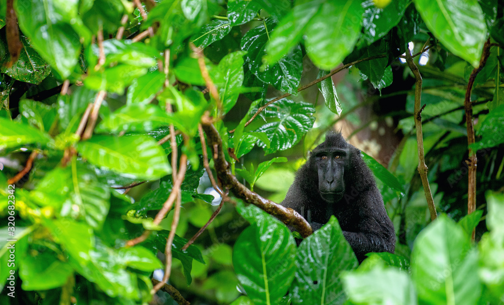 The Celebes crested macaque on the branch of the tree in the rain.  Crested black macaque, Sulawesi crested macaque, sulawesi macaque or the black ape.  Natural habitat. Sulawesi. Indonesia.