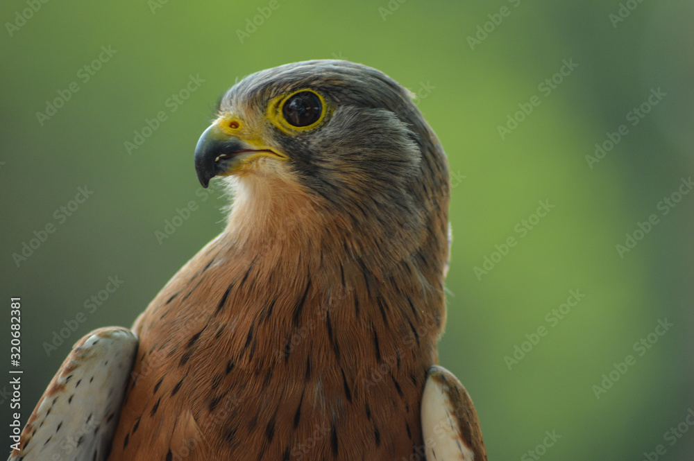 Fototapeta premium Common Kestrel / falcon (Falco tinnunculus) is a bird of prey , isolated portrait taken in Africa