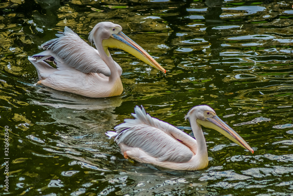 Great or eastern or rosy white Pelican ( Pelecanus onocrotalus ) in South Africa swimming in a lake with a green background Great or eastern or rosy white Pelican ( Pelecanus onocrotalus ) in South Africa swimming in a lake with a green background