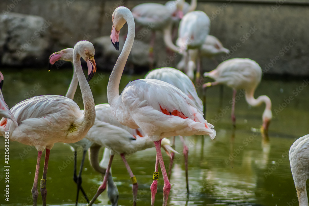 Macro portrait of greater Flamingo ( phoenicopterus roseus ) in a lake with green background in South Africa