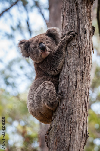 Fototapeta Naklejka Na Ścianę i Meble -  koala 1