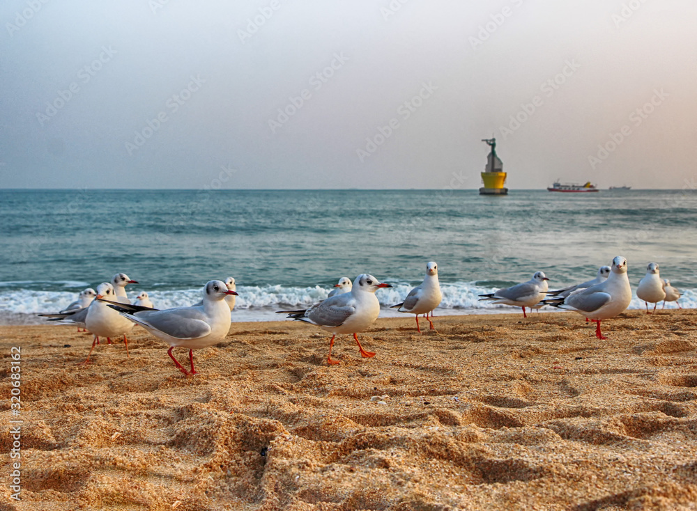 Obraz premium Seagulls in Haeundae Beach, Busan, South Korea Asia.