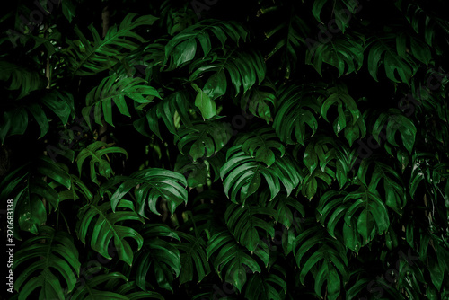 Fototapeta Naklejka Na Ścianę i Meble -  Creative tropical monstera leaf structure renderings Concept, green spring, spring, nature, flat