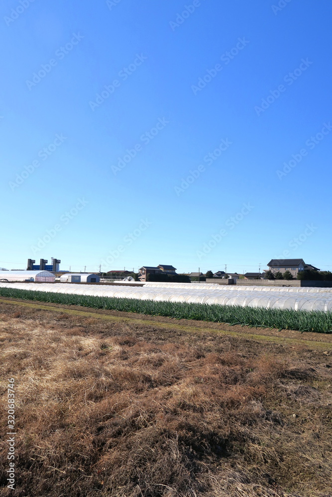 郊外の枯れ野と畑風景 郊外の枯れ野と畑風景