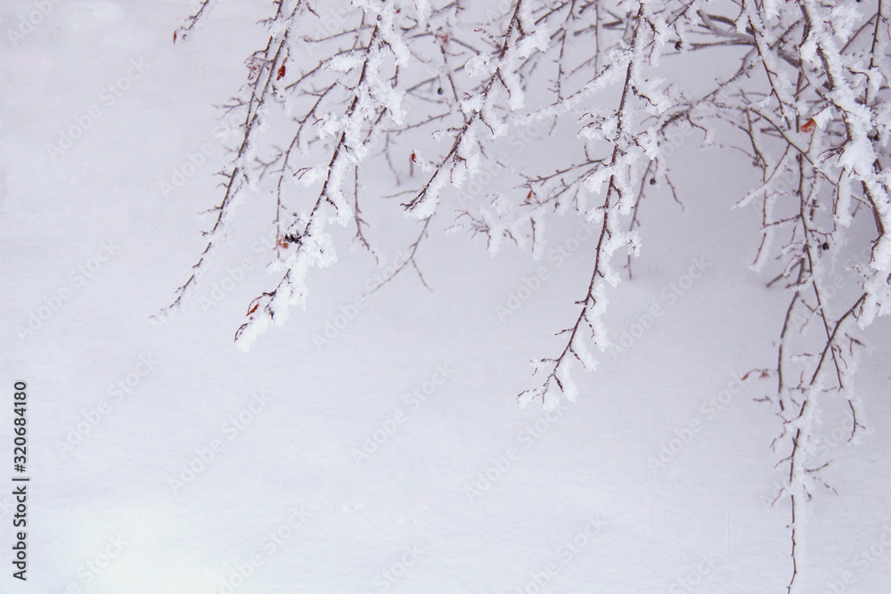 Serene winter snow covered twigs background with room for text Serene winter snow covered twigs background with room for text