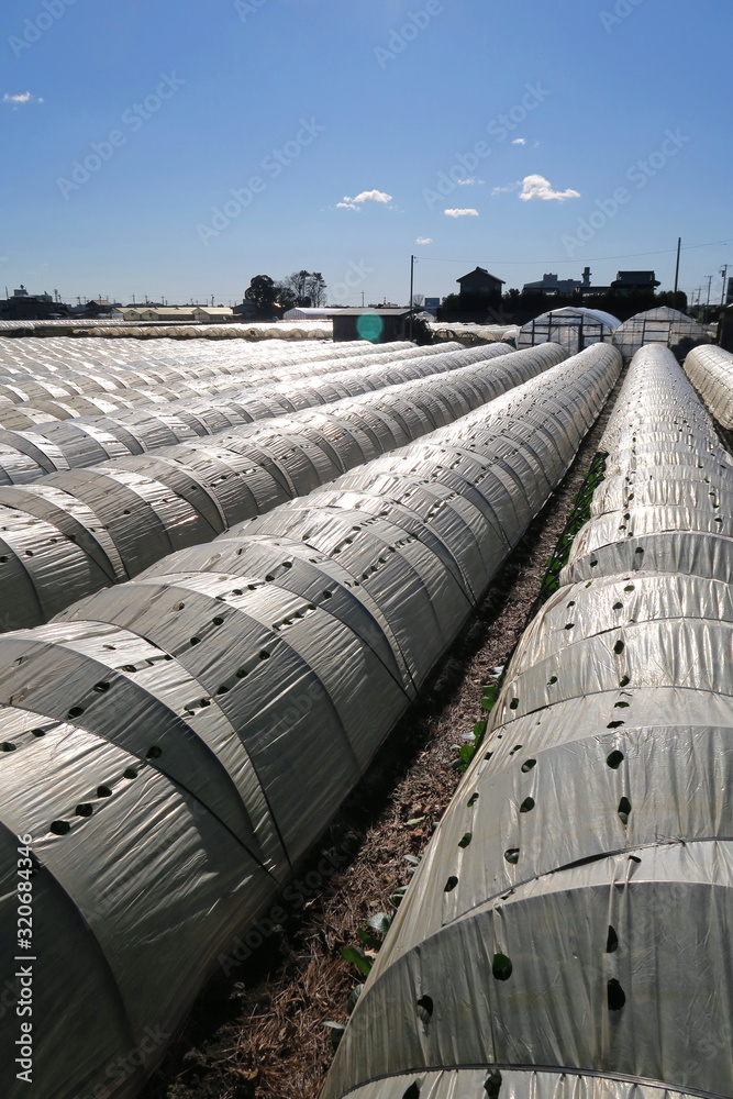 冬の朝の温室栽培のほうれん草畑風景