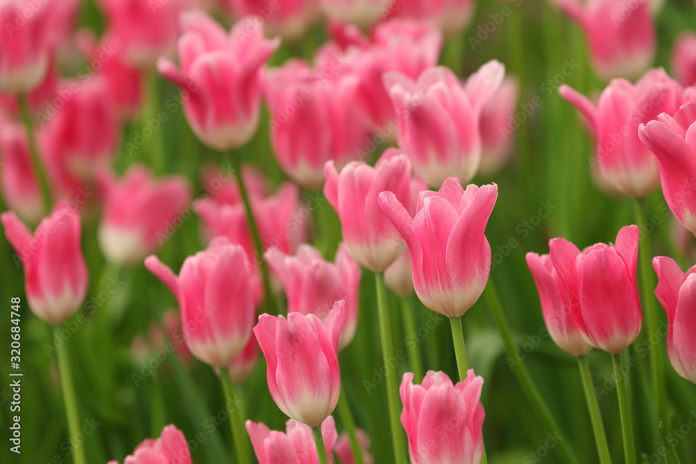Pink tulip flower in early spring season garden with copy space for design purpose