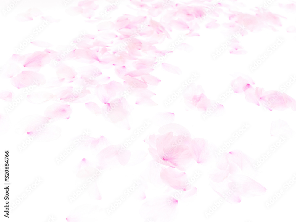 Cherry blossom petals_1740