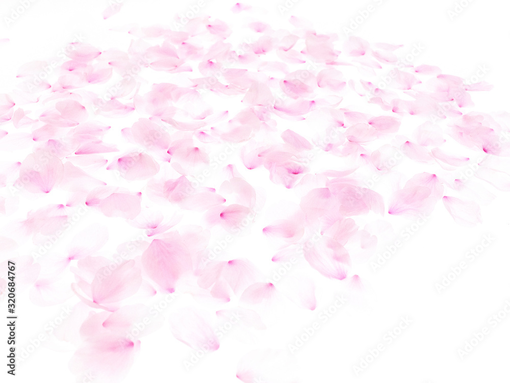 Cherry blossom petals_1733