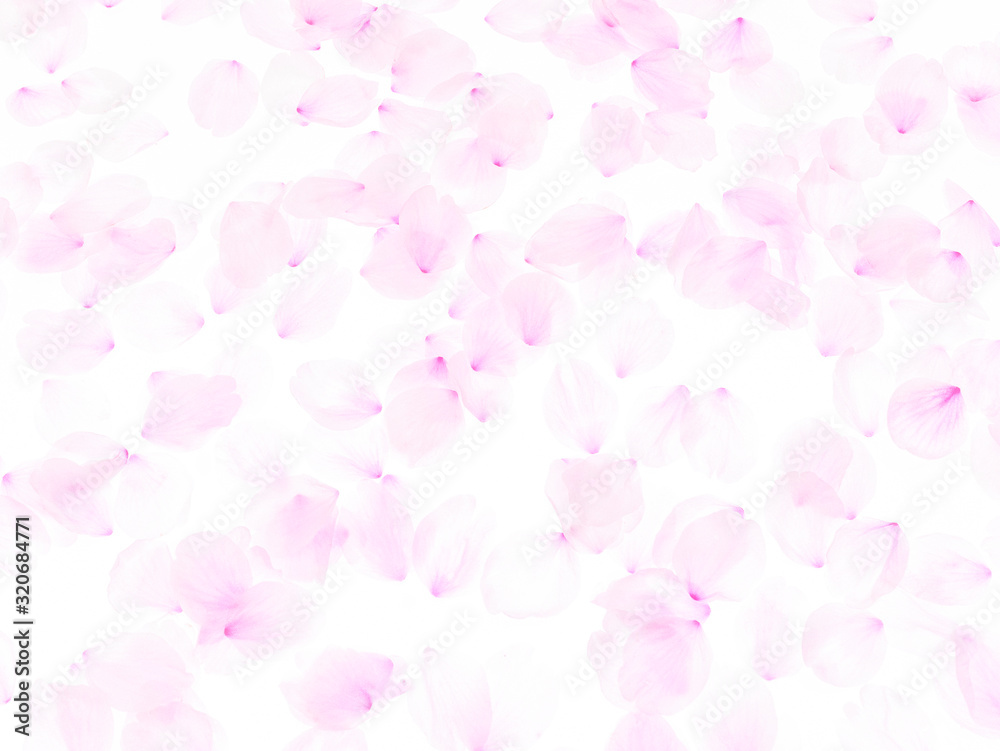 Cherry blossom petals_1741