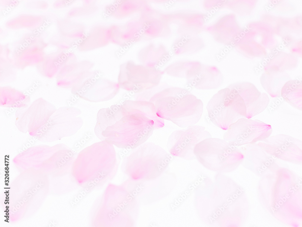 Cherry blossom petals_1742 Cherry blossom petals_1742