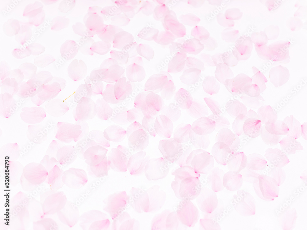 Cherry blossom petals_1745