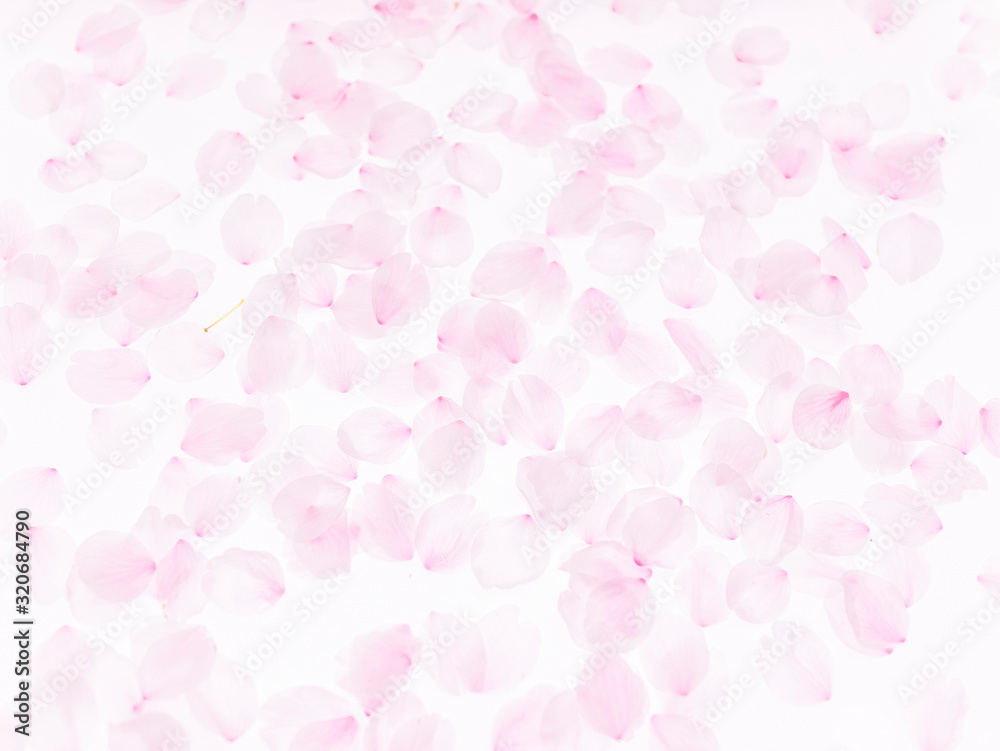 Cherry blossom petals_1745 Cherry blossom petals_1745
