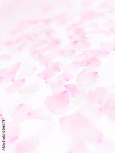 Cherry blossom petals_1743 © shibadog