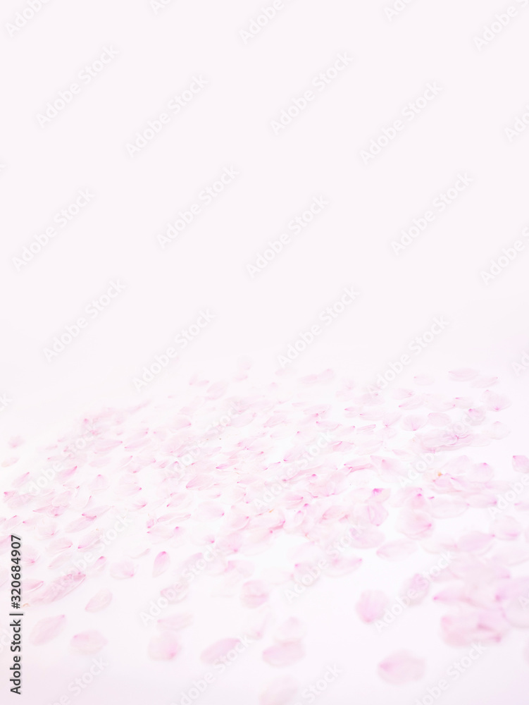 Cherry blossom petals_1813
