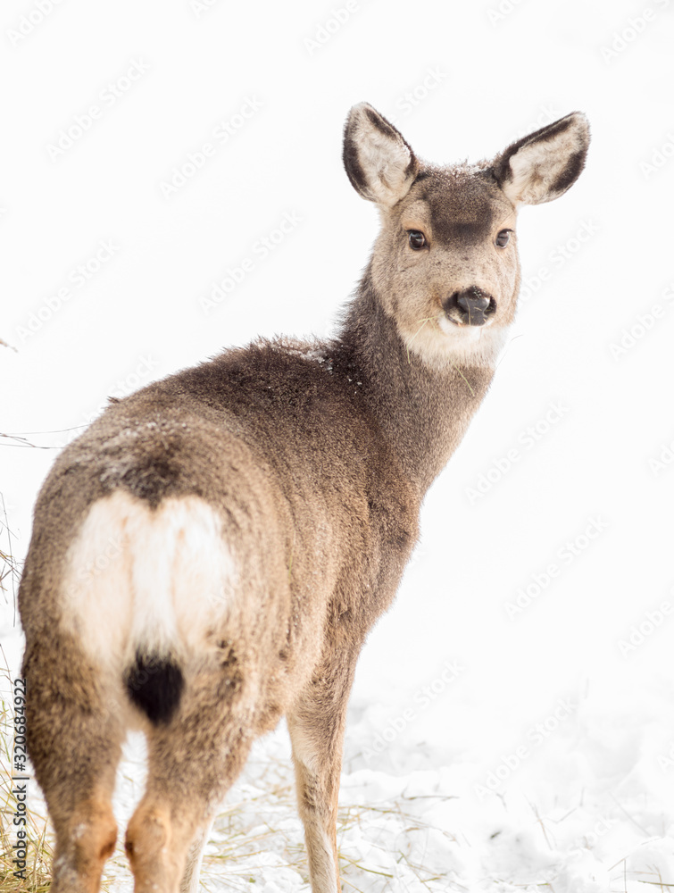 Mule Deer Fawn in its First Winter - Looking Back. Mule Deer Fawn in its First Winter - Looking Back.