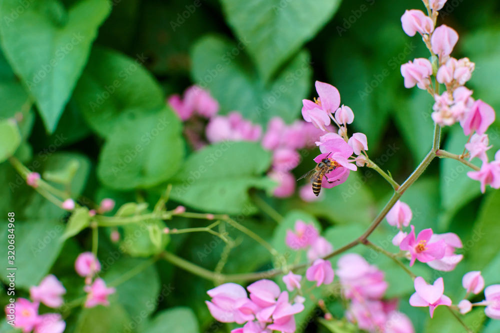 pink flowers of Coral Vine on green leaves background. pink flowers of Coral Vine on green leaves background.