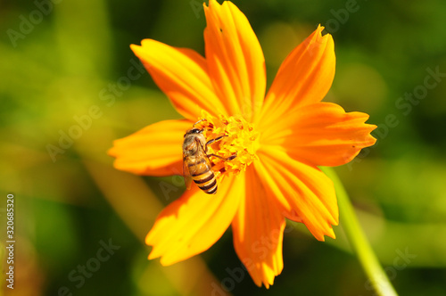 beautiful flowers and Bee