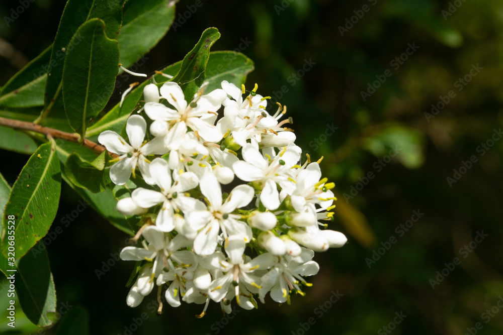 Fototapeta premium Close-up of branch with small white flowers