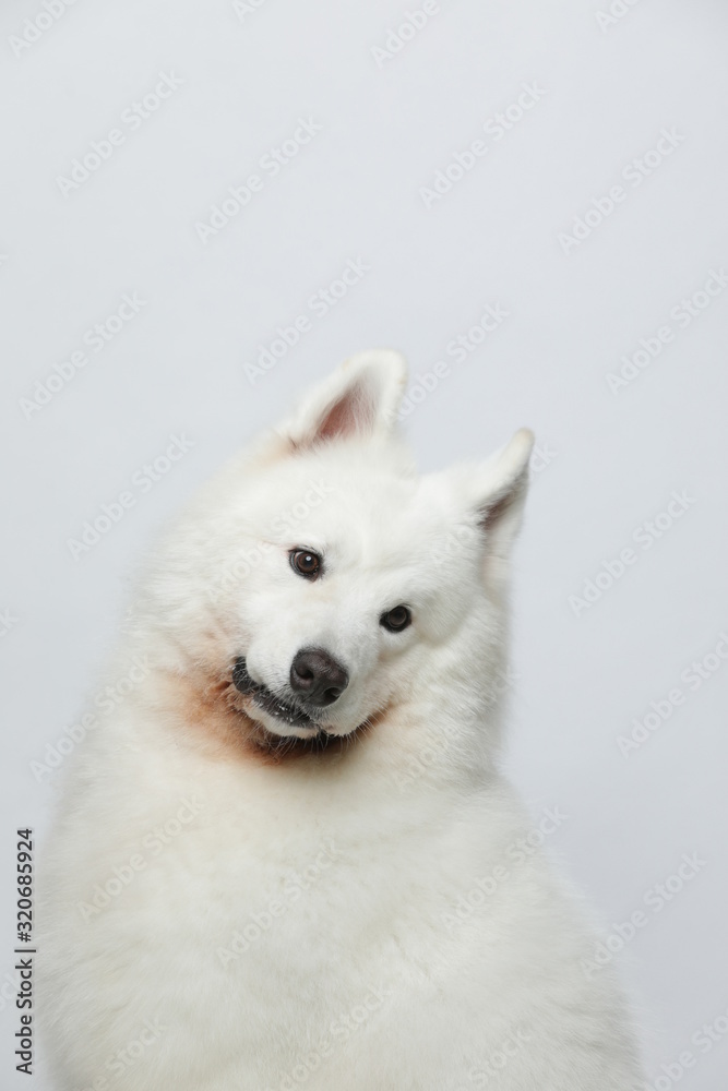 A cute white Samoyed dog makes all kinds of funny expressions on a white background