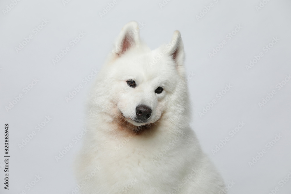 A cute white Samoyed dog makes all kinds of funny expressions on a white background A cute white Samoyed dog makes all kinds of funny expressions on a white background
