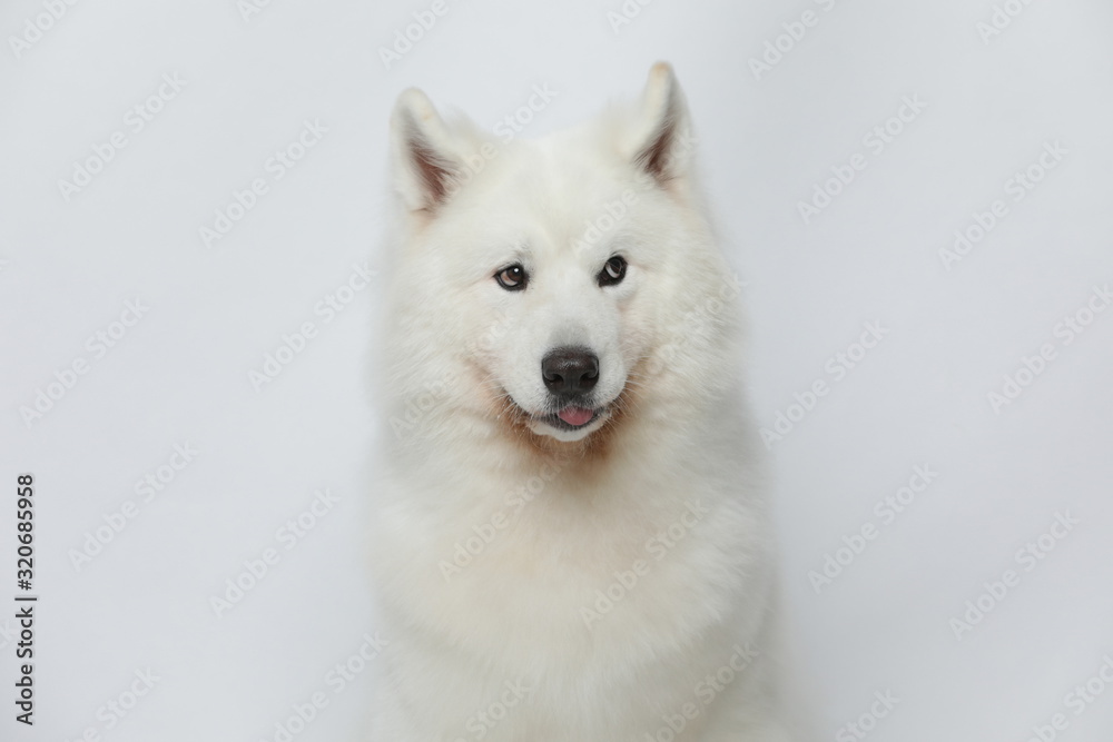 Fototapeta premium A cute white Samoyed dog makes all kinds of funny expressions on a white background